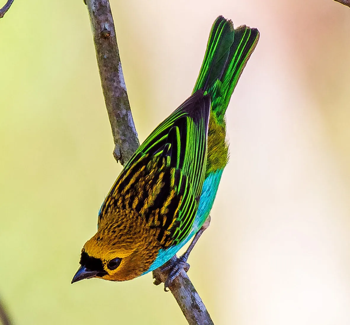 Atlantic Rainforest - Brazil