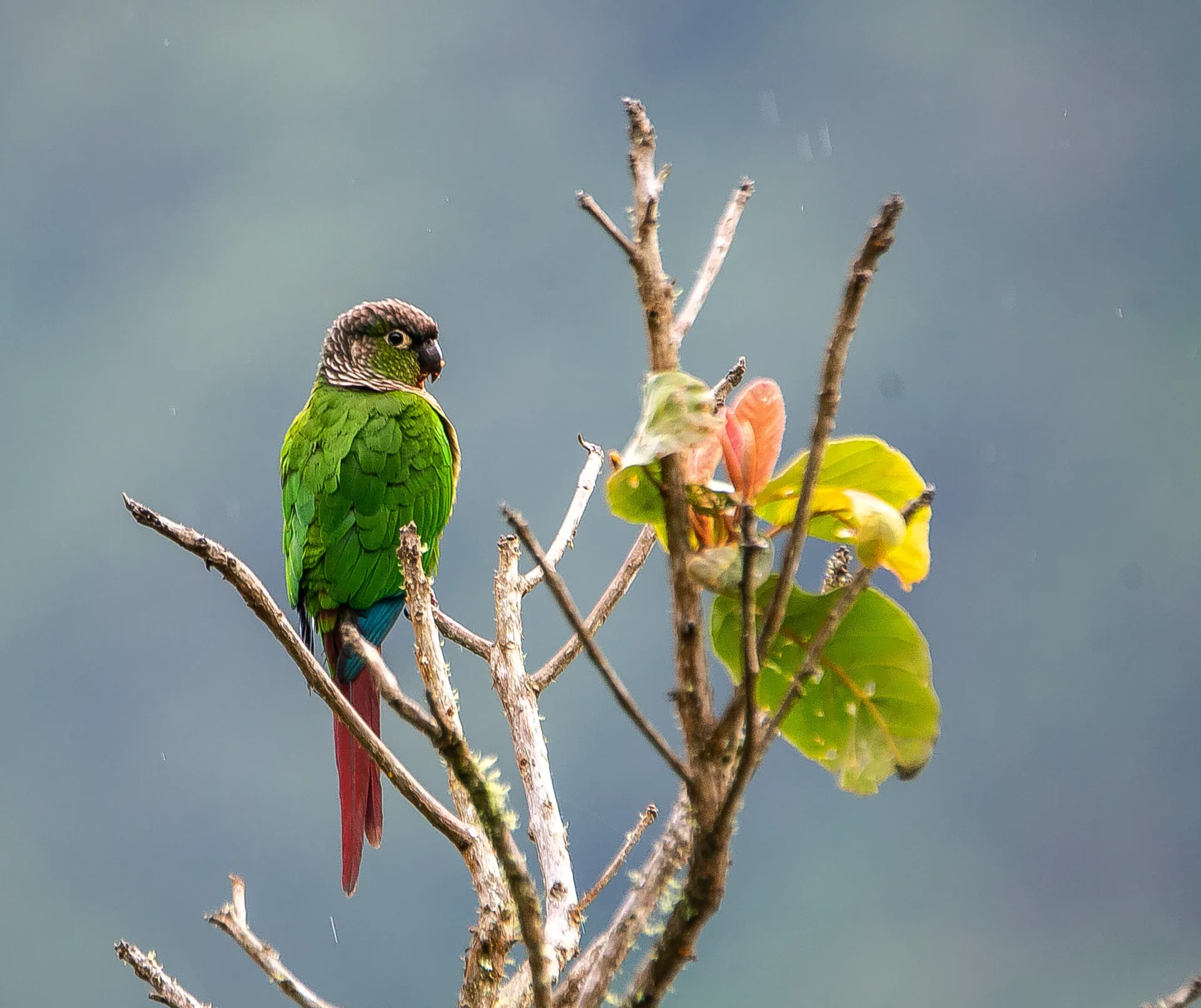 Birdwatching in Peru