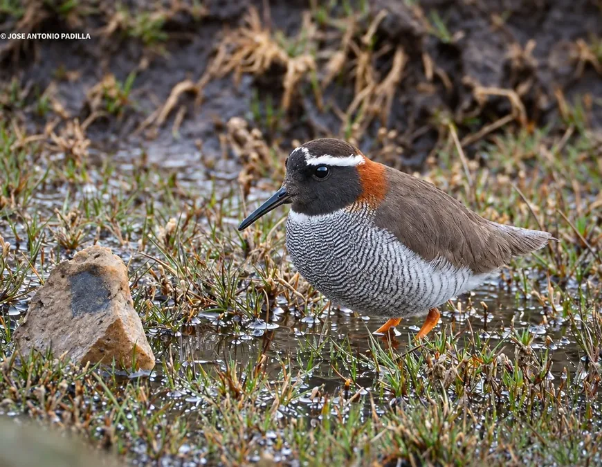 Diademed Sandpiper-Plover