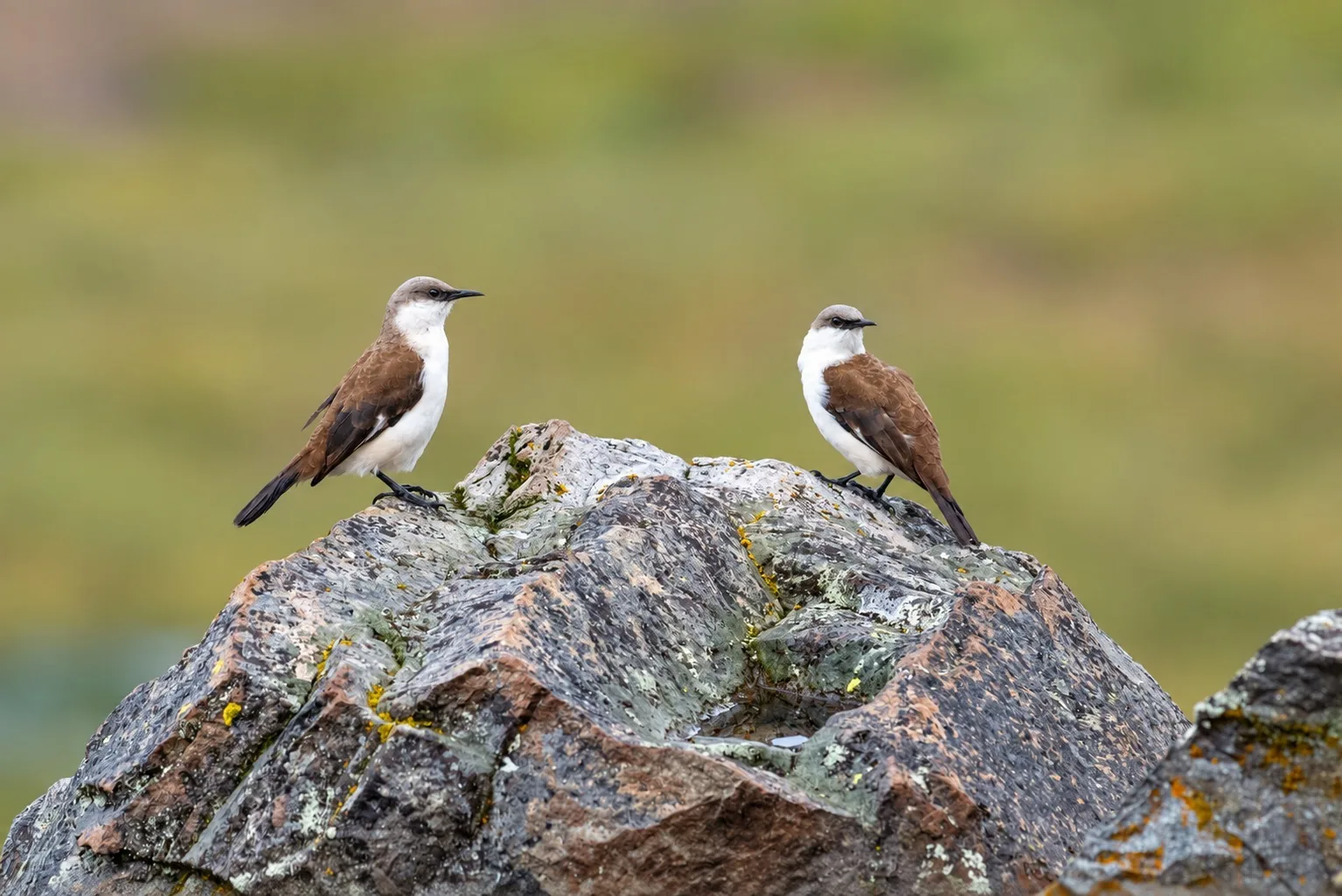 Coastal-Highland Endemics Peru