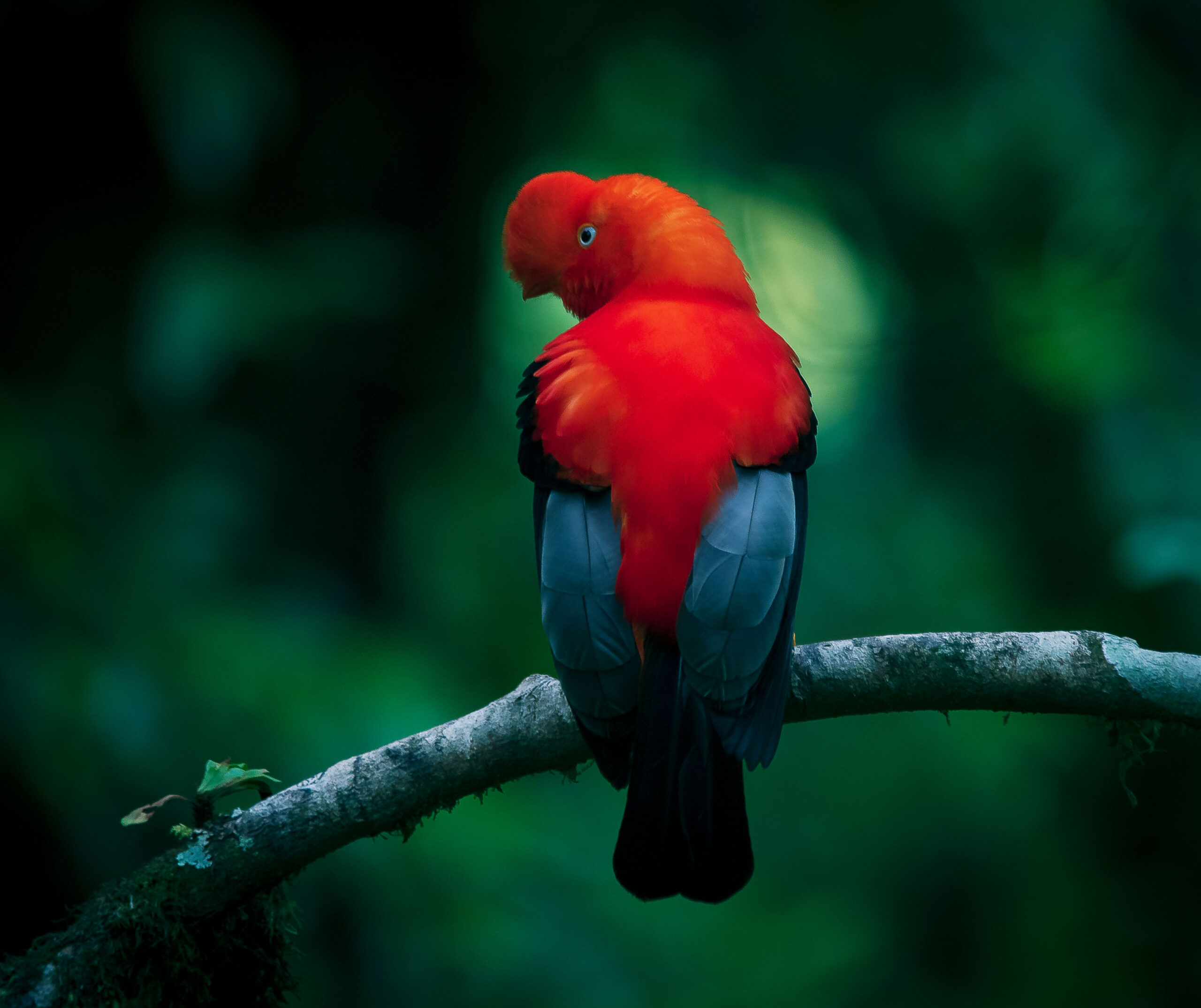 AndeanCockofTheRock_1-(1)