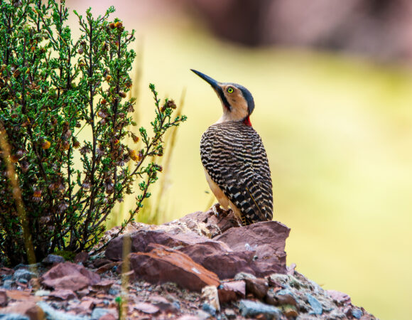 DSC_5128-Mejorado-NR