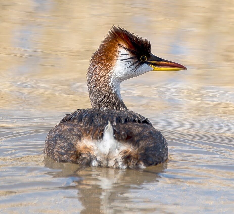 Birdwatching Bolivia