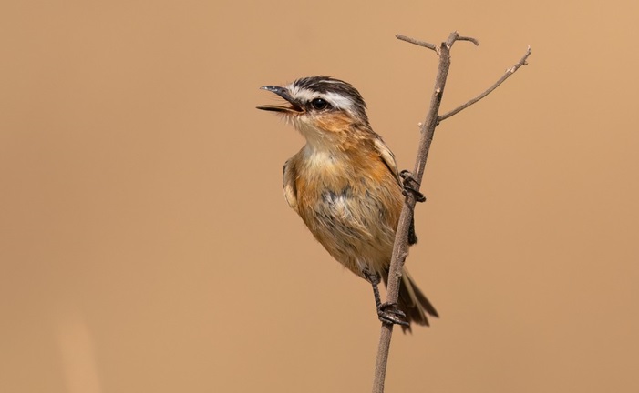 Mata_Brazil_3