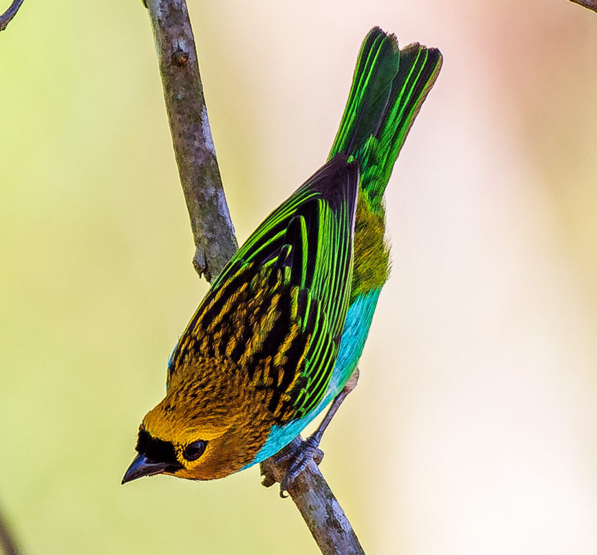 Birding & Photography Brazil