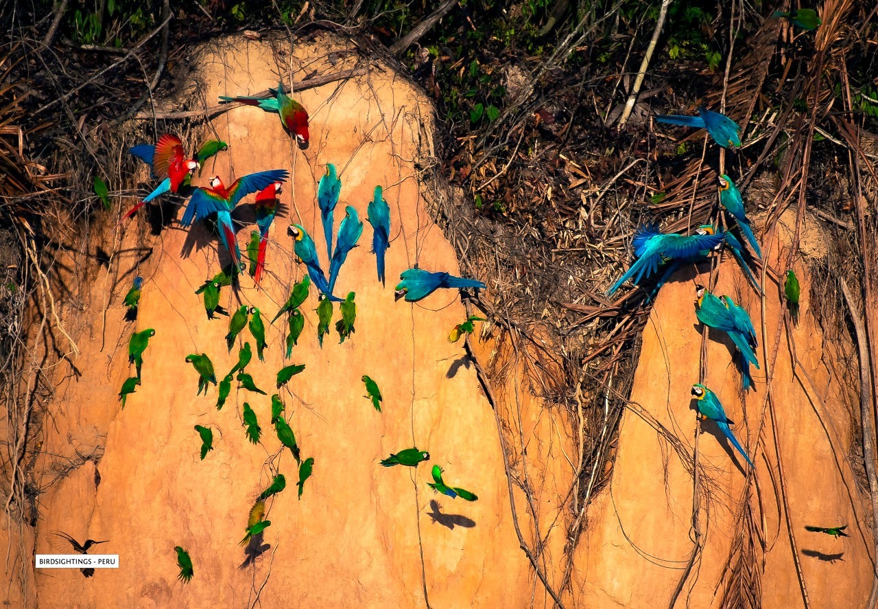 The Majestic Macaw Clay Lick of Tambopata